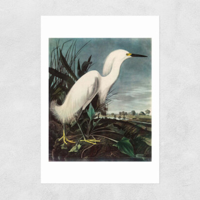 Snowy Egret by John James Audubon A1 (59.4 x 84.1cm) Frame Black Wide (35mm) 