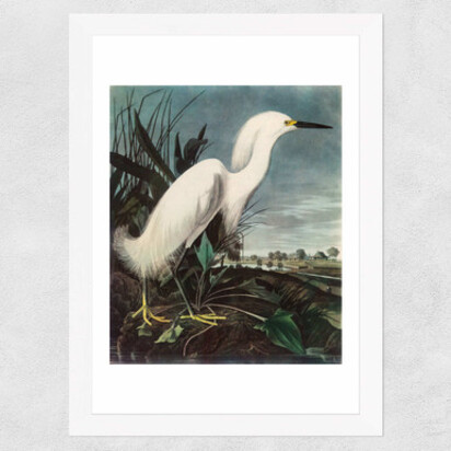 Snowy Egret by John James Audubon A2 (42 x 59.4cm) Frame Black Narrow (15mm) 