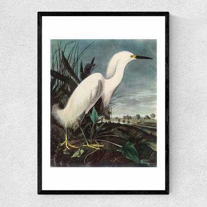 Snowy Egret by John James Audubon A2 (42 x 59.4cm) Frame Black Narrow (15mm) 