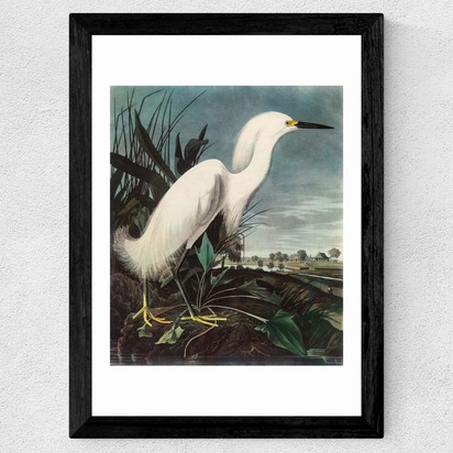 Snowy Egret by John James Audubon A1 (59.4 x 84.1cm) Frame Black Wide (35mm) 