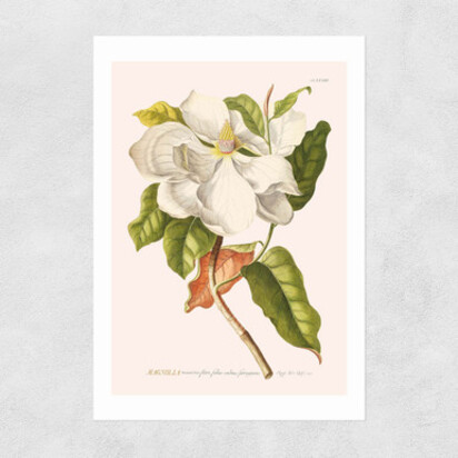 Magnolia by Aster A3 (29.7 x 42cm) Frame Natural Oak Narrow (15mm) 