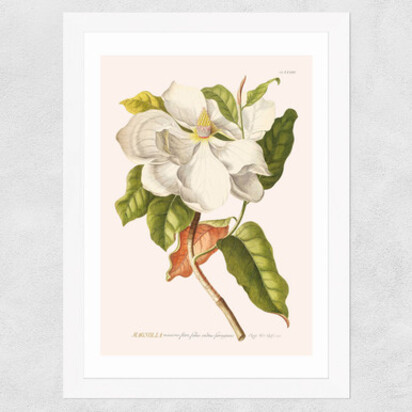 Magnolia by Aster A2 (42 x 59.4cm) Frame Natural Oak Medium (22mm) 