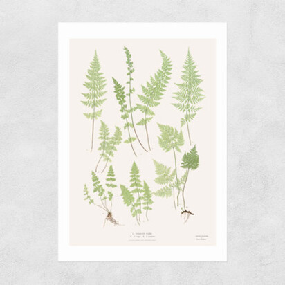 Ferns by Aster A3 (29.7 x 42cm) Frame Natural Oak Medium (22mm) 