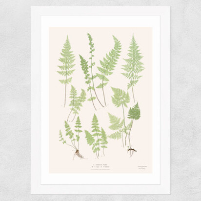 Ferns by Aster A3 (29.7 x 42cm) Frame Natural Oak Medium (22mm) 