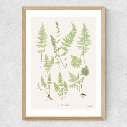 Ferns by Aster A3 (29.7 x 42cm) Frame Natural Oak Medium (22mm) 
