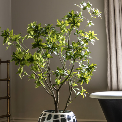 Hadley Pierisjaponica 5ft Tree