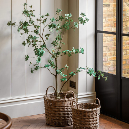 Studio Potted Rhodoleia 5ft Tree  - 5Ft