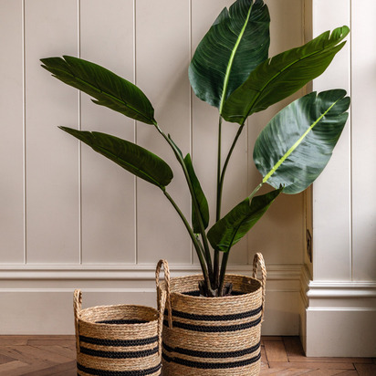 Hadley Travellers Palm Tree 4ft  - 4Ft
