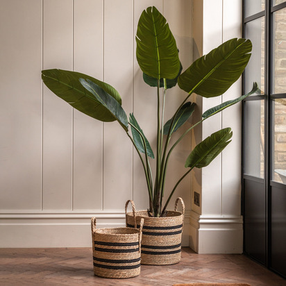 Studio Potted Travellers Palm Tree 5ft  - 5Ft