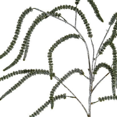 Festive Amaranthus