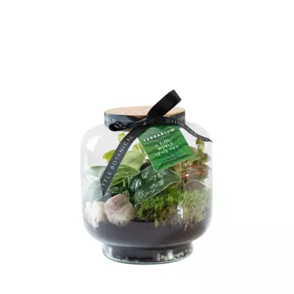 The Little Botanical Round Glass Terrarium Multi | H20 x W17 x D17cm
