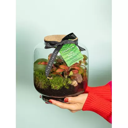 The Little Botanical Round Glass Terrarium Multi | H20 x W17 x D17cm