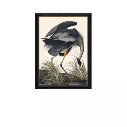John Lewis John James Audubon 'Great Blue Heron' Framed Print, 77 x 57cm Multi | 77 x 57 x 2.5cm