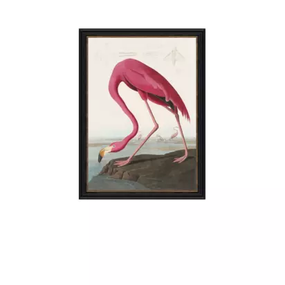 John Lewis John James Audubon 'American Flamingo' Framed Print, 77 x 57cm Multi | 77 x 57 x 2.5cm
