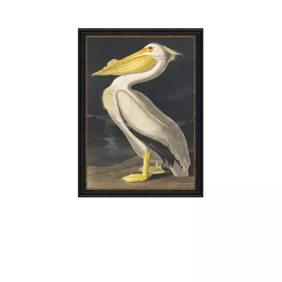 John Lewis John James Audubon 'White Pelican' Framed Print, 77 x 57cm Multi | 77 x 57 x 2.5cm