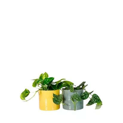 The Little Botanical Pothos Duo House Plants in Glazed Pots Multi | H30 x W26 x D13cm