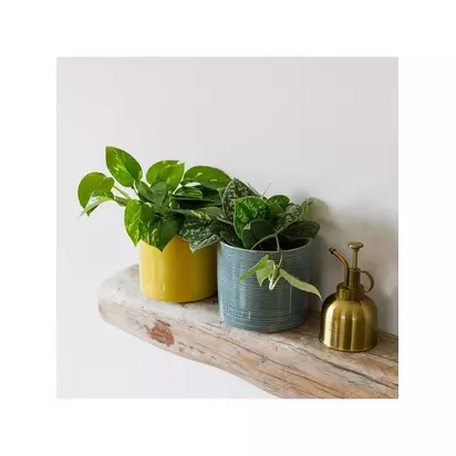 The Little Botanical Pothos Duo House Plants in Glazed Pots Multi | H30 x W26 x D13cm