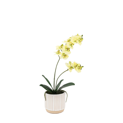 Elmdale Cream in Ribbed White Ceramic Pot  - Large