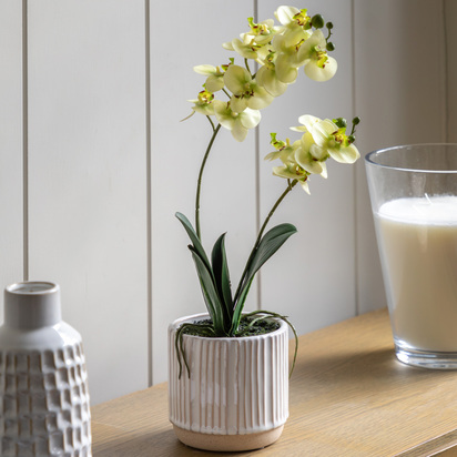 Elmdale Cream in Ribbed White Ceramic Pot  - Large