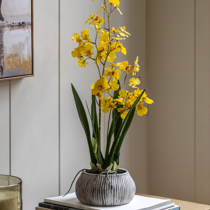 Elmdale Yellow in Low Ceramic Pot