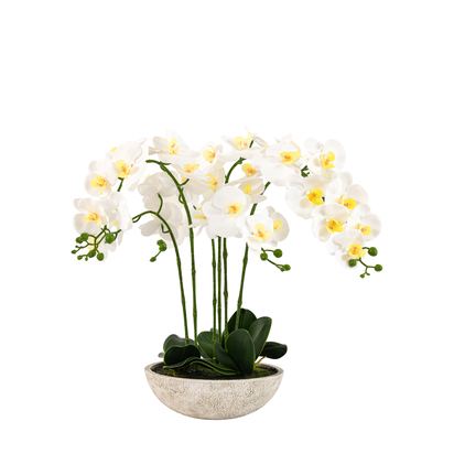 Clifton Orchid in Cement Pot White