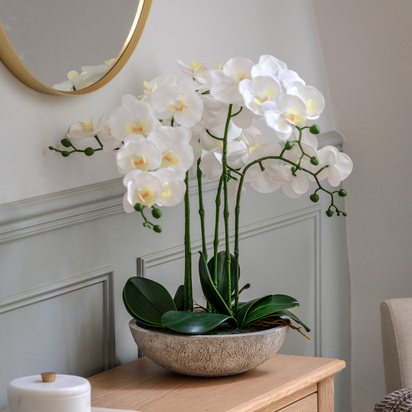 Clifton Orchid in Cement Pot White
