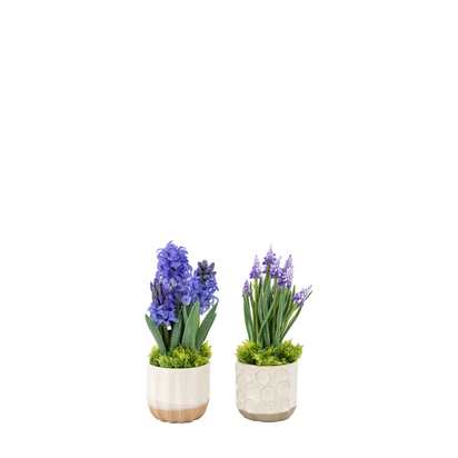 Huxley Hydrangea Purple in Ceramic Pots Set of 2