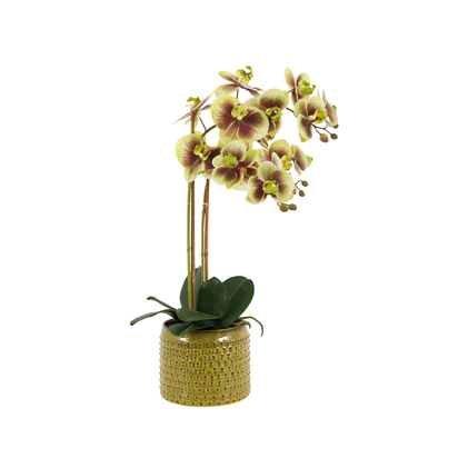 Elmdale in Moss Ceramic Dot Pot Green