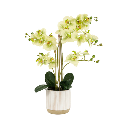 Elmdale in White Ribbed Ceramic Pot