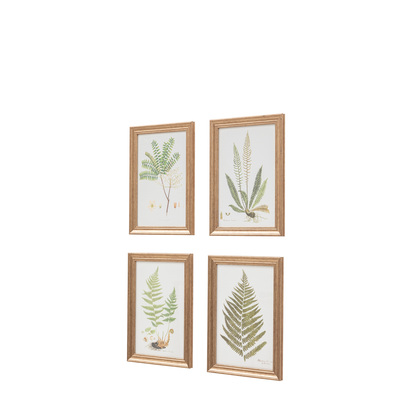 Studio Assorted Ferns Framed Art Set of 4