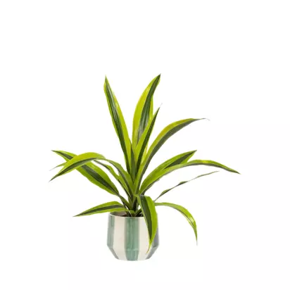 The Little Botanical British Greenery in Green/White Plant Pot Multi | H40 x W13 x D13cm