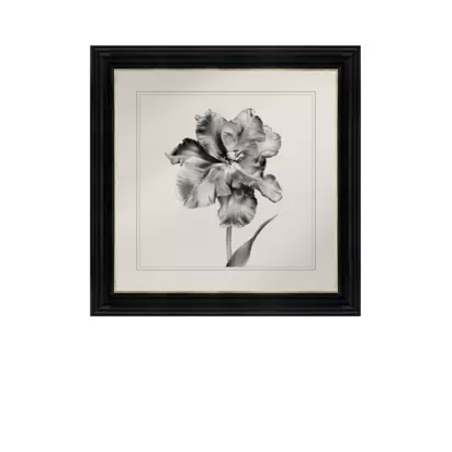 Brookpace Lascelles 'Tulip II' Framed Print, 59 x 49cm, Black/White Black | 59 x 49 x 3cm