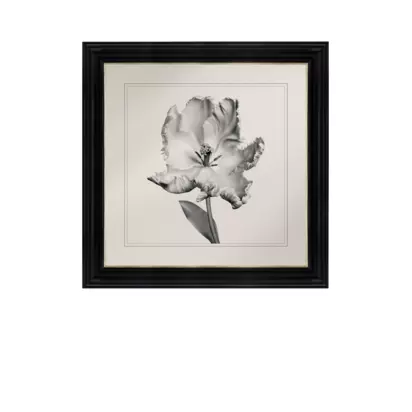 Brookpace Lascelles 'Tulip I' Framed Print, 59 x 49cm, Black/White Black | 59 x 49 x 3cm