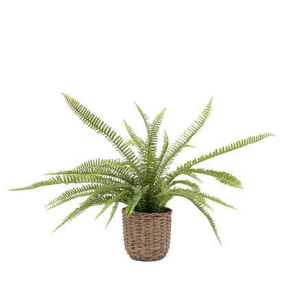 Hadley Fern Plant  - Small