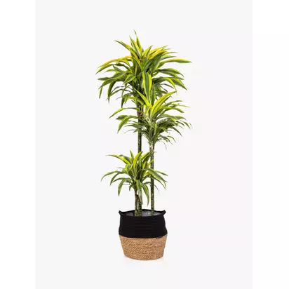 The Little Botanical Extra Large Lemon & Lime Dracaena Plant & Basket Multi | H110-150 x W80 cm
