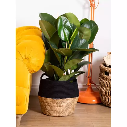 The Little Botanical Extra Large Ficus Elastica Plant & Basket Multi | H80-100 x W80 cm
