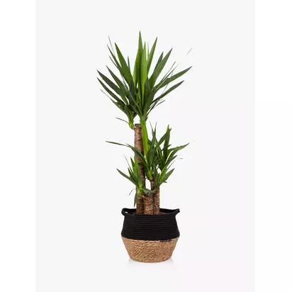 The Little Botanical Extra Large Yucca Plant & Basket Multi | H110-130 x W80 cm
