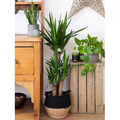 The Little Botanical Extra Large Yucca Plant & Basket Multi | H110-130 x W80 cm