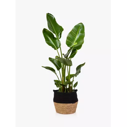 The Little Botanical Extra Large Strelitzia Plant & Basket Multi | H80-120 x W70 cm