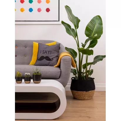 The Little Botanical Extra Large Strelitzia Plant & Basket Multi | H80-120 x W70 cm