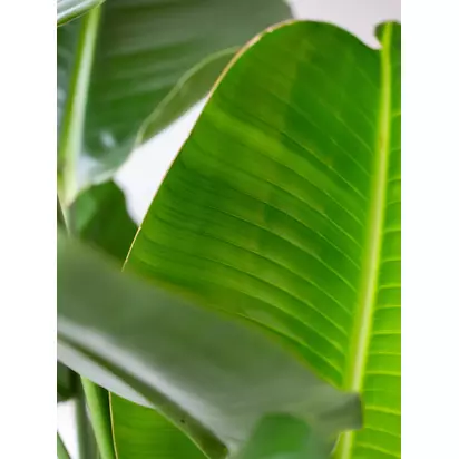 The Little Botanical Extra Large Strelitzia Plant & Basket Multi | H80-120 x W70 cm