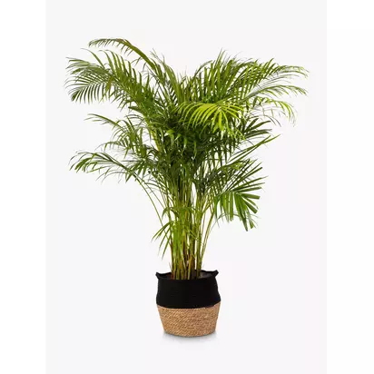 The Little Botanical Extra Large Areca Palm Plant & Basket Multi | H110-130 x W70 cm
