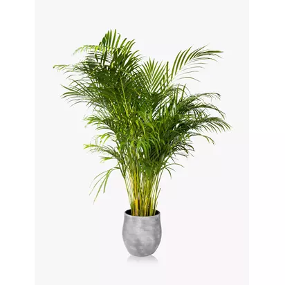 The Little Botanical XL Areca Palm Ceramic Pot Plant Multi | H110-130 x W40 x D40 cm