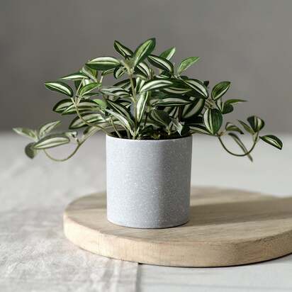 Home Accessories Potted Zebrina Plant - The Cotswold Company