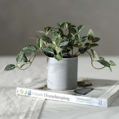 Home Accessories Potted Fittonia Plant - The Cotswold Company