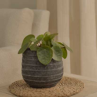 Abala Rustic Grey Cement Plant Pot