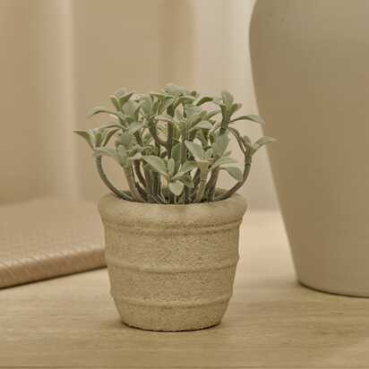 Kew 14cm Succulent In Paper Mache Pot