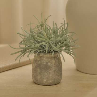 Kew 17cm Acorus Calamus In Ceramic Pot