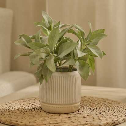 Kew 21cm Salvia Officinalis In Ceramic Pot