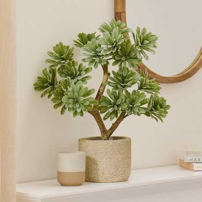 Kew Succulent in Cement Pot - 40cm